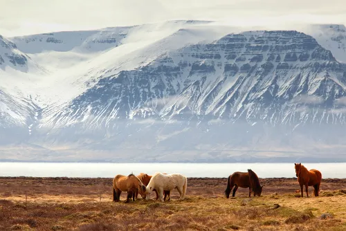 Icelandic horses in nature personalized tour