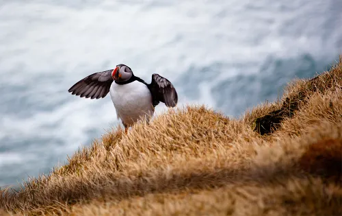 Puffin in Iceland